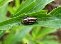 Alpaida rubellula