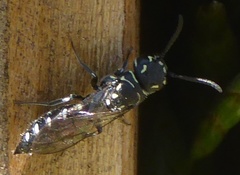 Krombeinopyga pumila