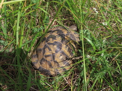 Testudo graeca ibera