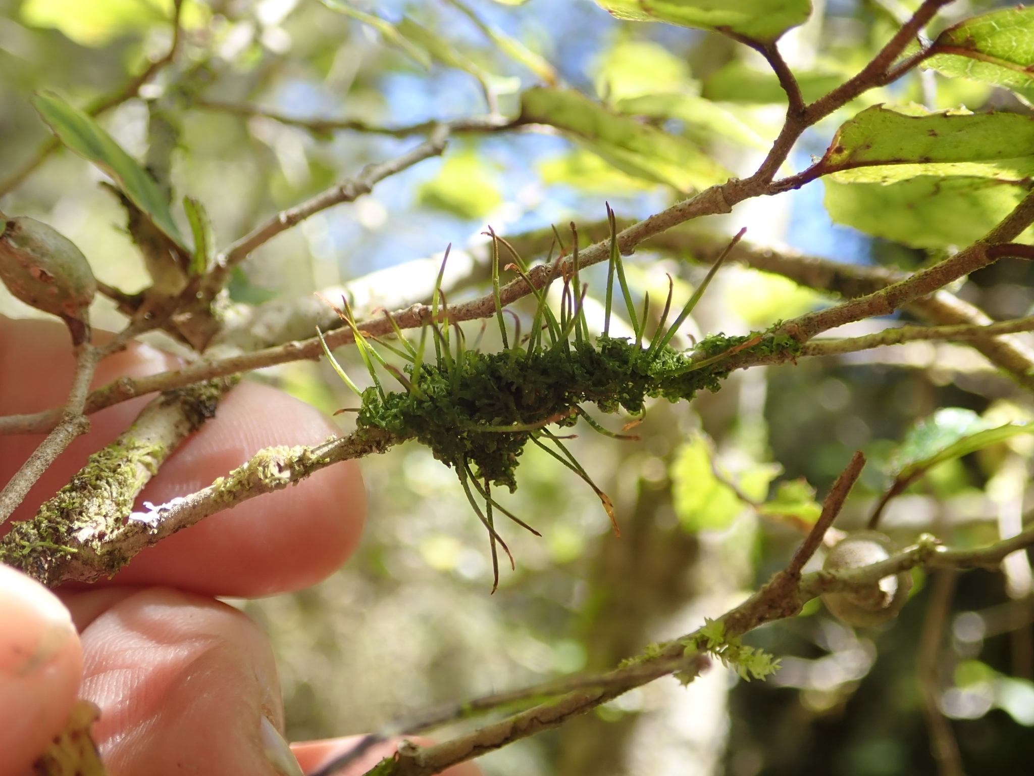 Dendroceros validus