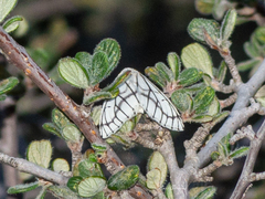 Neuromelia selectata