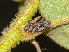 Catonia