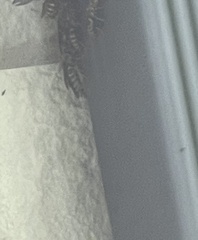 Vespinae