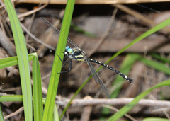 Eusynthemis deniseae