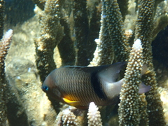 Plectroglyphidodon dickii