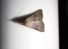 Bleptina caradrinalis