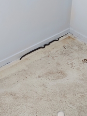 Cryptophis nigrescens