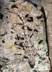 Urosaurus bicarinatus