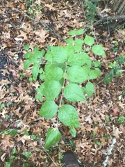 Lonicera
