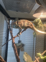 Chamaeleo calyptratus