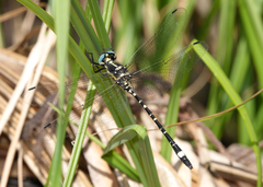 Eusynthemis deniseae