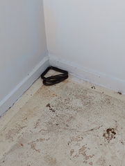 Cryptophis nigrescens