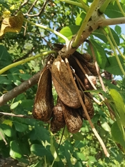 Amphipterygium glaucum