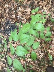 Lonicera