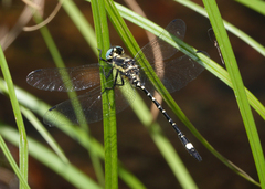 Eusynthemis deniseae