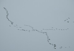 Branta hutchinsii