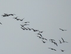 Branta hutchinsii