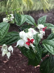 Clerodendrum thomsoniae