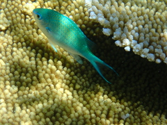 Chromis atripectoralis