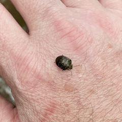 Diolcus chrysorrhoeus