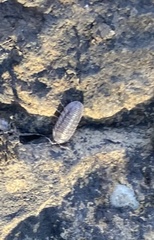 Armadillidium