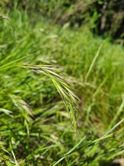 Bromus madritensis