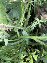 Erechtites valerianifolius
