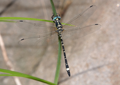 Eusynthemis deniseae