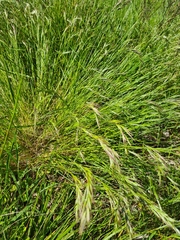 Bromus madritensis