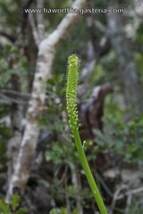 Bulbine latifolia