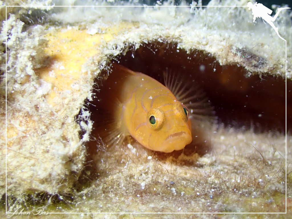 Ornate Goby