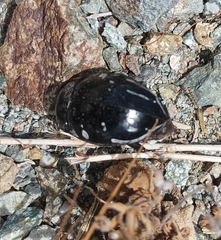 Gyriosomus