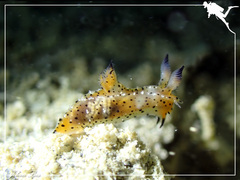 Polycera melanosticta