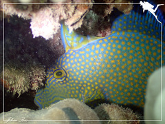 Pseudobalistes fuscus