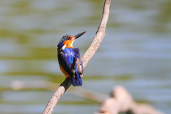 Corythornis vintsioides