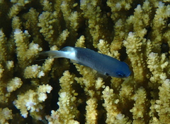 Pycnochromis margaritifer