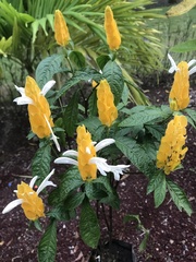 Pachystachys lutea