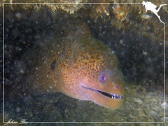 Gymnothorax javanicus