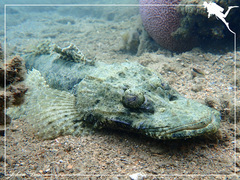 Cymbacephalus beauforti