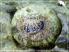 Cymbacephalus beauforti