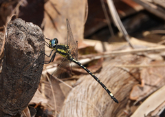 Eusynthemis deniseae