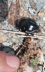 Gyriosomus