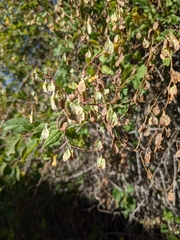 Fallopia baldschuanica