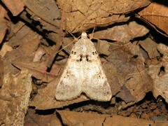 Melipotis agrotoides