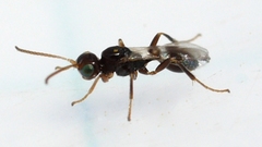 Euphorinae