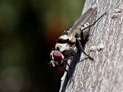 Anthomyia silvestris