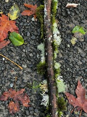Cladonia rangiformis