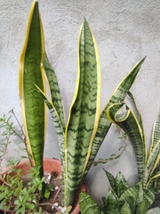 Sansevieria