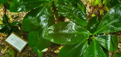 Elingamita johnsonii