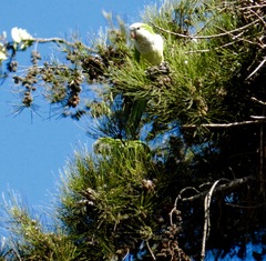 Myiopsitta monachus